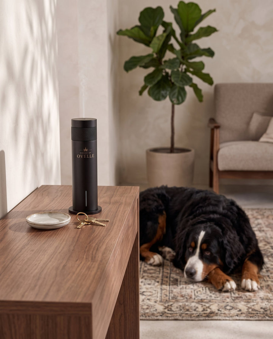 Bernese Mountain Dog on the rug, Ovelle Air on the sideboard at home
