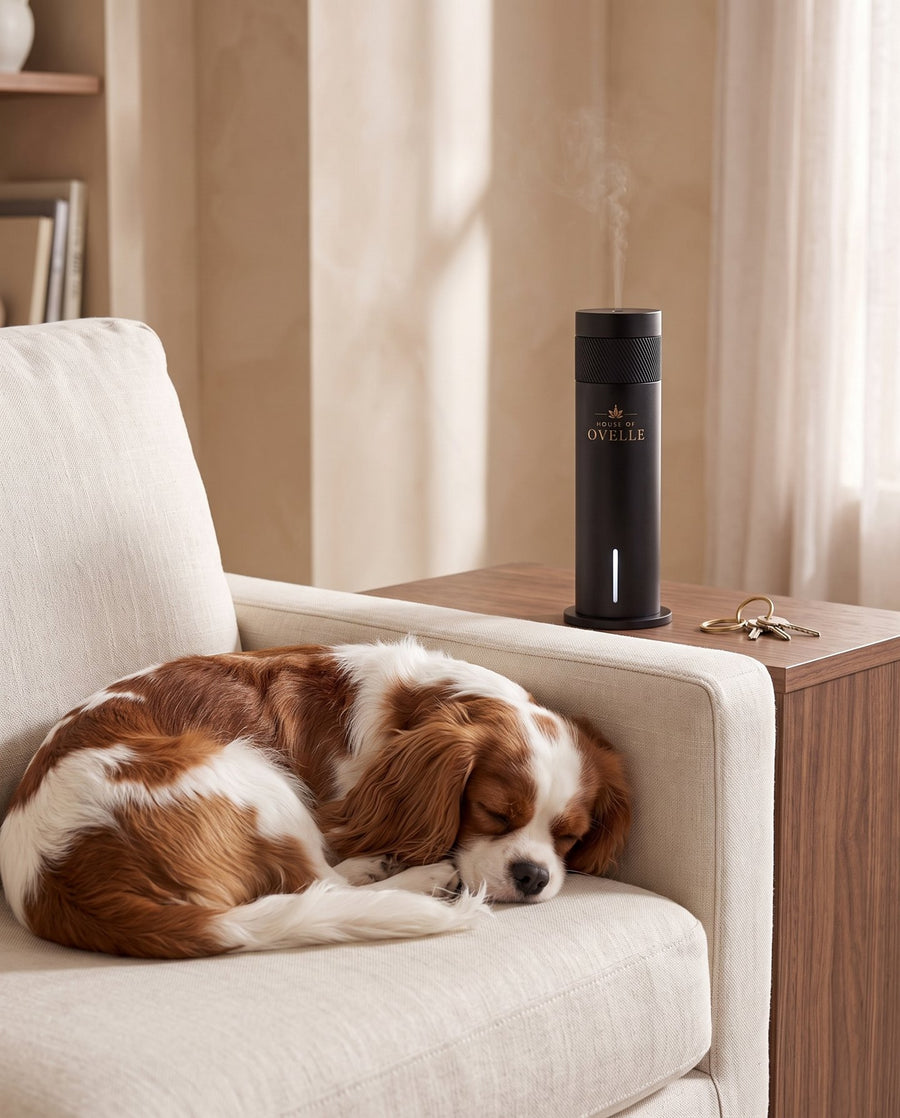 Cavalier King Charles Spaniel asleep on the sofa, Ovelle Air on the side table at home