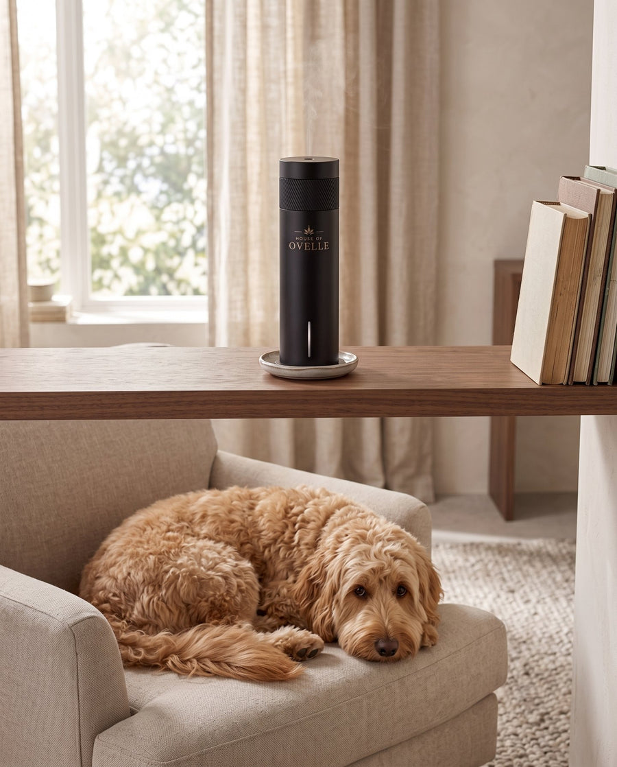 Goldendoodle on the window seat, Ovelle Air on the shelf at home
