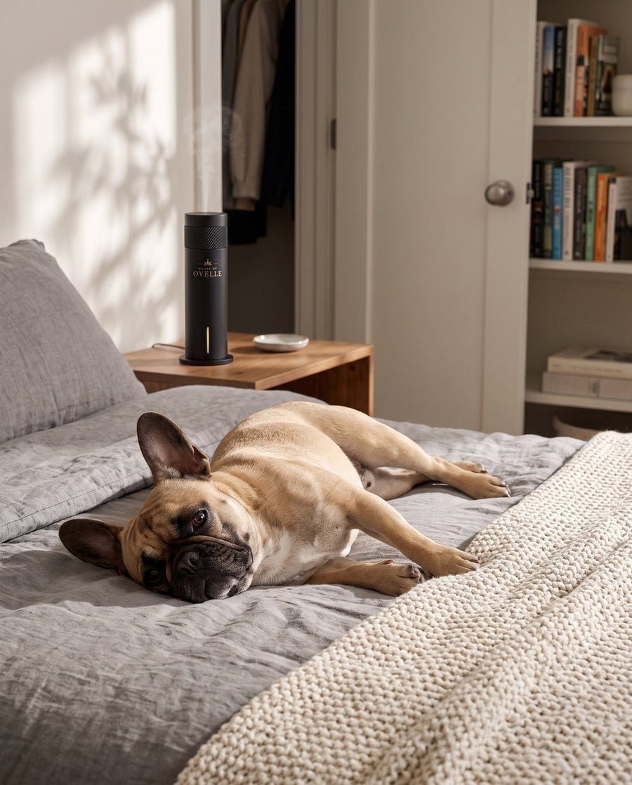French Bulldog on the bed, Ovelle Air on the nightstand at home