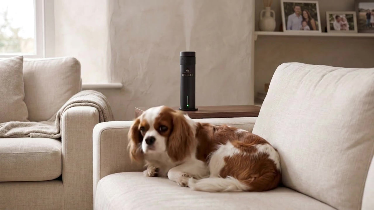 Cavalier King Charles Spaniel on a sofa beside the Ovelle Air