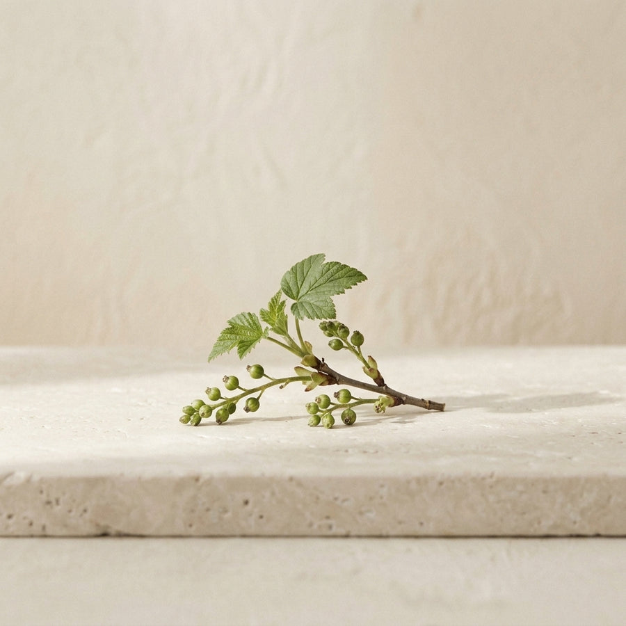 Currant leaf