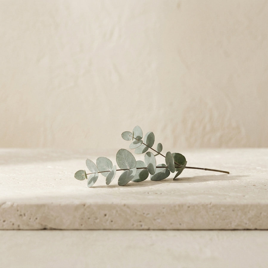 eucalyptus